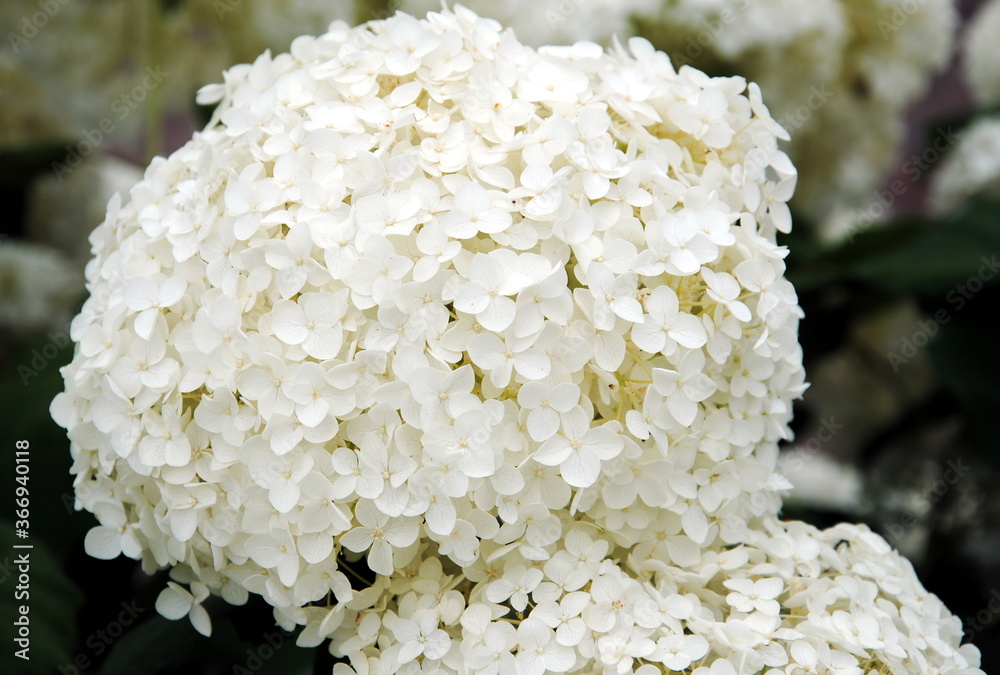 Close up of large white flowerheads of Hydrangea or Hortensia flowers Close up of large white flowerheads of Hydrangea or Hortensia flowers
