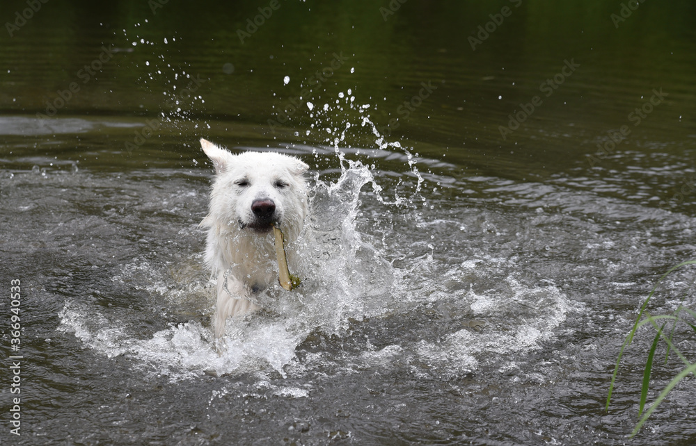 photo of a white Swiss shepherd dog swimming in a small river photo of a white Swiss shepherd dog swimming in a small river