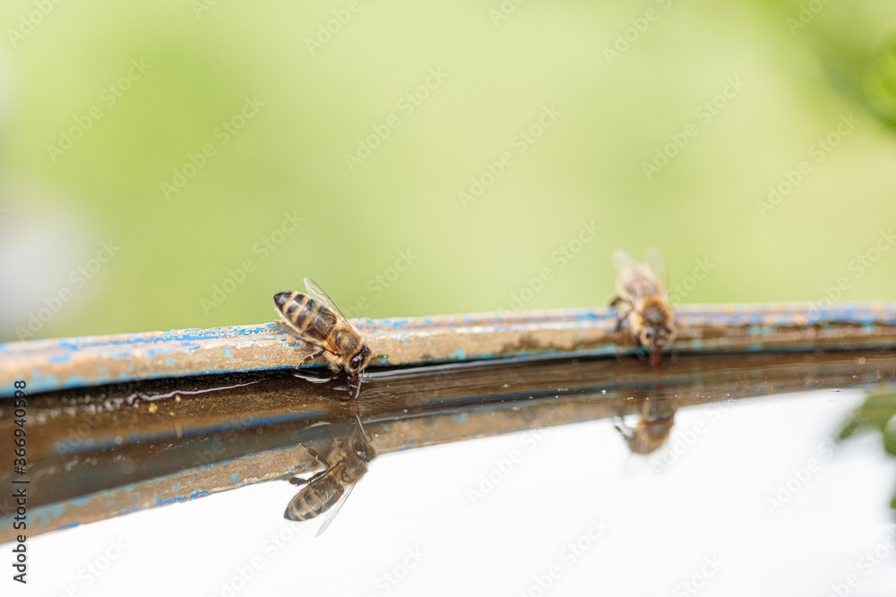 Bees on a barrel of water, drinking water. Selective autofocus.