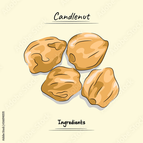 Candlenut Illustration Used For Ingredients Cooking, Sketch & Vector Style. Food Element and ingredients Concept. photo