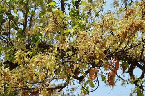 Shorea robusta, wild tree, Sal young samara with green wings.