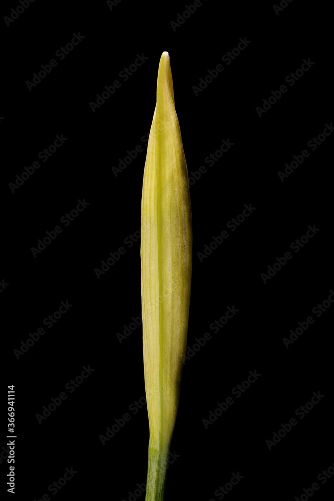 Primrose-Peerless (Narcissus x medioluteus). Floral Bud with Spathe Closeup Primrose-Peerless (Narcissus x medioluteus). Floral Bud with Spathe Closeup