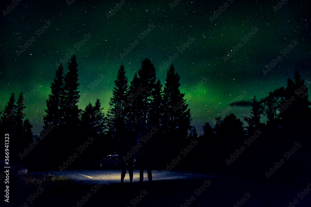 night in the forest night in the forest