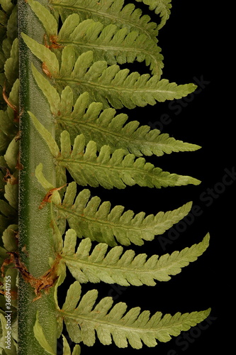 Ostrich Fern (Matteuccia struthiopteris). Young Pinnules Closeup photo