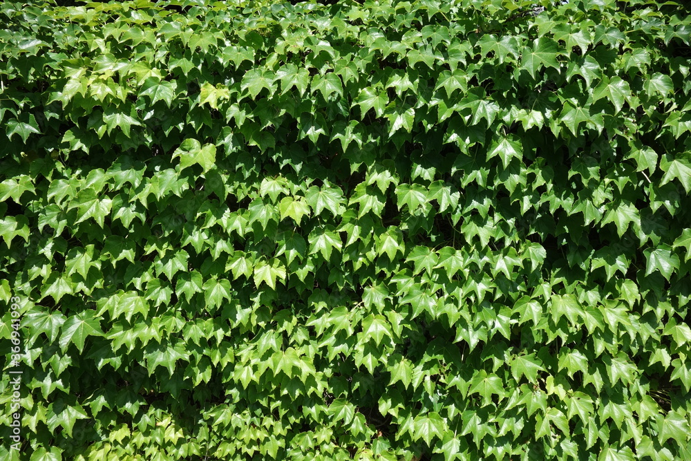Obraz premium ツタ