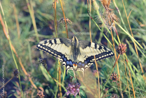 Schwalbenschwanz Schmetterling, Papilio machaon photo