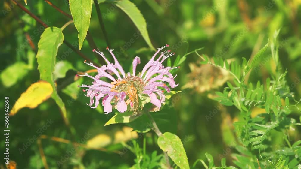 View of a Wild Bergamot or Bee Balm, Monarda fistulosa View of a Wild Bergamot or Bee Balm, Monarda fistulosa