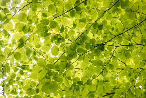 Bild auf Leinwand Close up on a fresh green leaves of European beech also called common beech tree