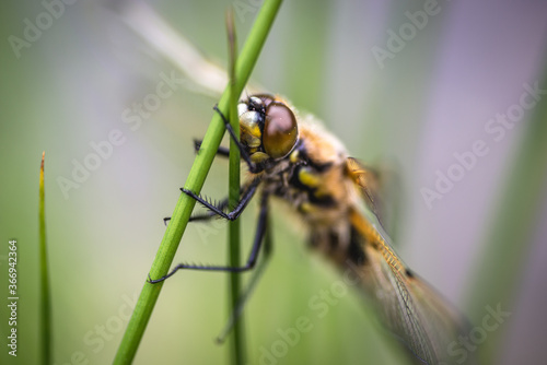 Macro photo of a dragonfly on plant stem © Fotokon
