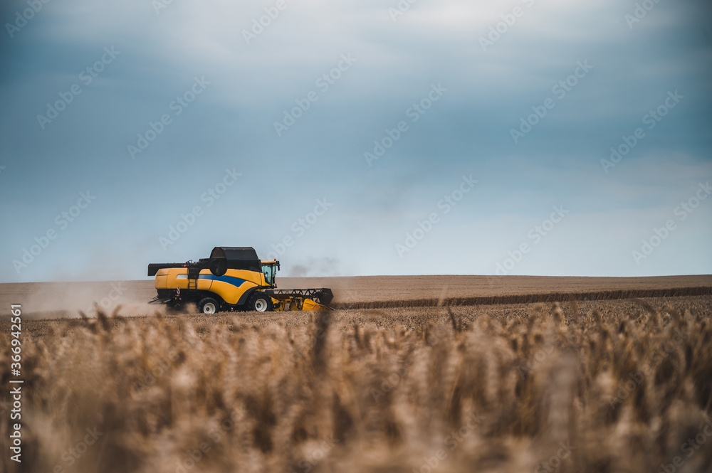 Yellow combine harvest on field. Summer harvest and blue sky. Harvesting on field. Yellow combine harvest on field. Summer harvest and blue sky. Harvesting on field.