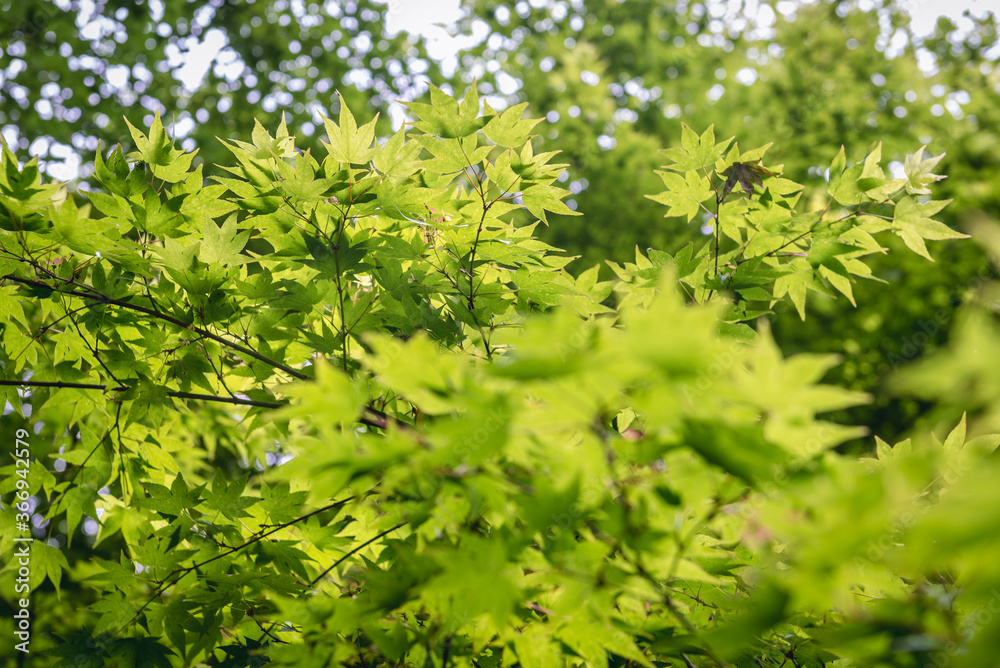 Green fresh leaves of Smooth Japanese Maple - Acer palmatum tree Green fresh leaves of Smooth Japanese Maple - Acer palmatum tree