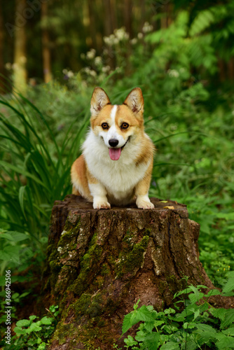 Welsh Corgi Pembroke walks in nature in the summer