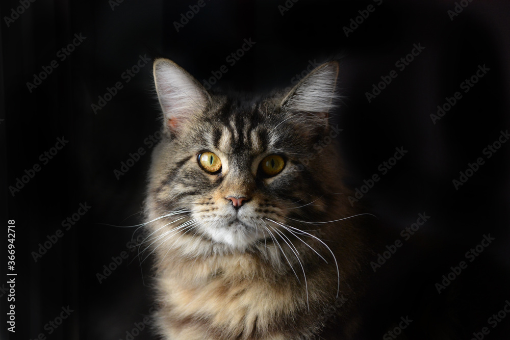 Cat Cat