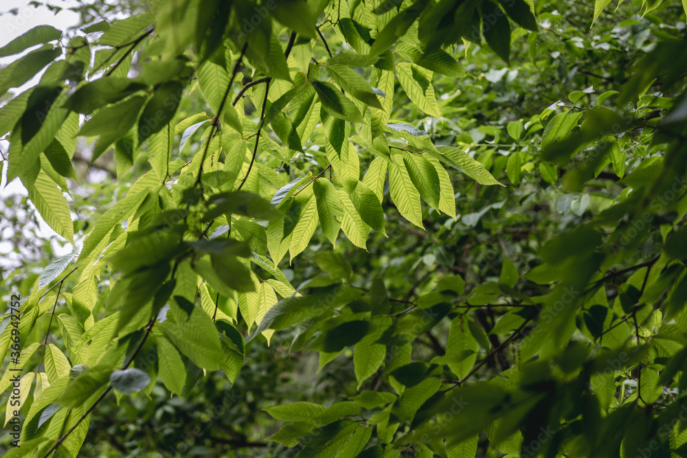 Green fresh leaves of hornbeam maple tree Green fresh leaves of hornbeam maple tree