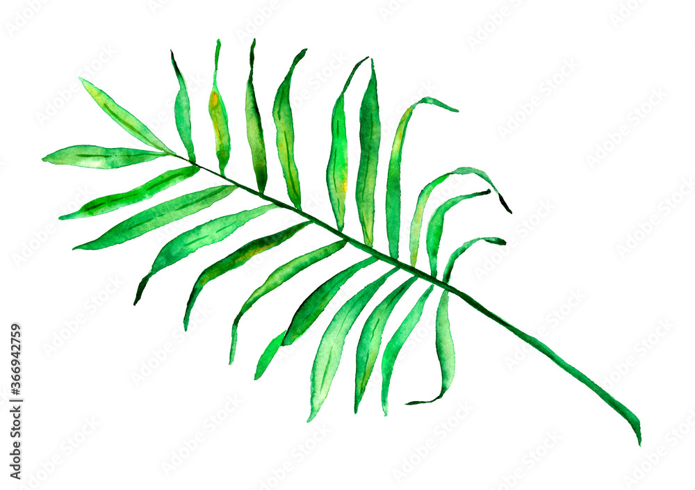 Hand drawn watercolor palm leaf Hand drawn watercolor palm leaf