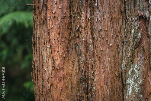 Fototapeta Naklejka Na Ścianę i Meble -  Close upon a trunk of Metasequoia tree also called dawn redwood