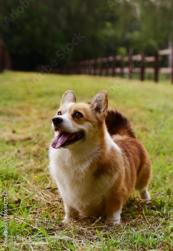 Welsh Corgi Pembroke walks in nature in the summer