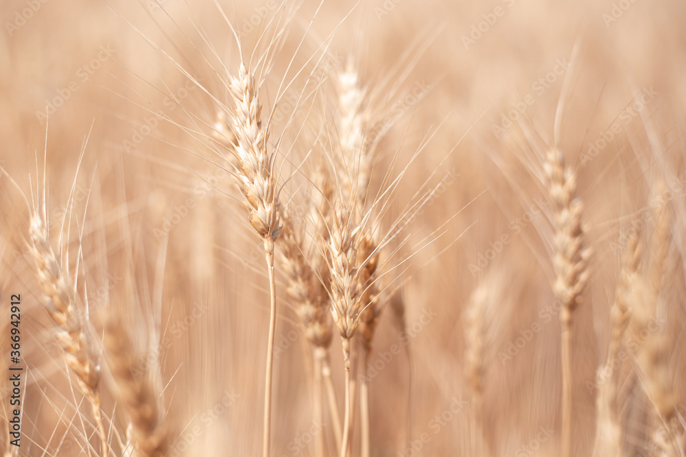 ripe dry ears of wheat on a blurred background, natural color ripe dry ears of wheat on a blurred background, natural color