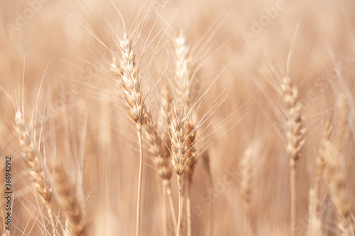ripe dry ears of wheat on a blurred background  natural color