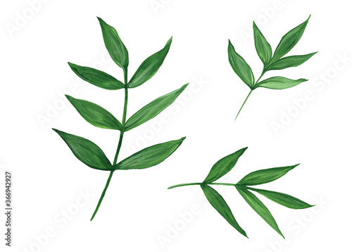 Leaves watercolor hand painted floral illustration. Green leaves  plants  leaves  branches isolated on a white background.