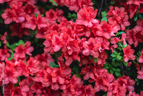 Red Glowing Embers Rhododendrons in a full bloom © Fotokon