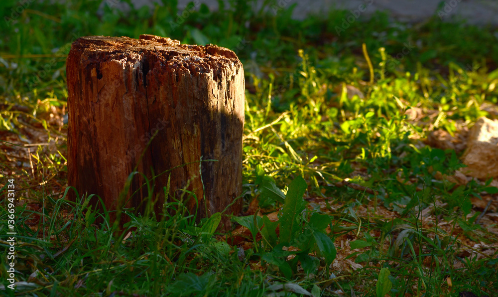 Obraz premium stump from a tree destroyed by a hurricane in the yard of the house
