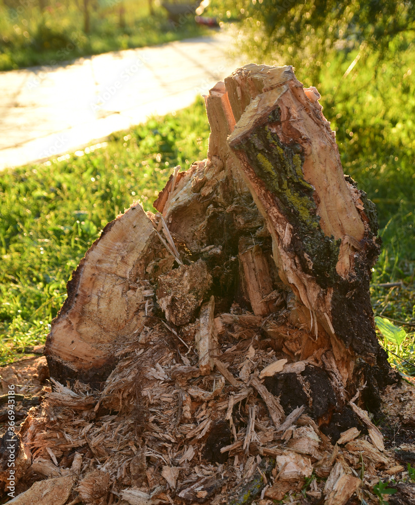 Fototapeta premium stump from a tree destroyed by a hurricane in the yard of the house
