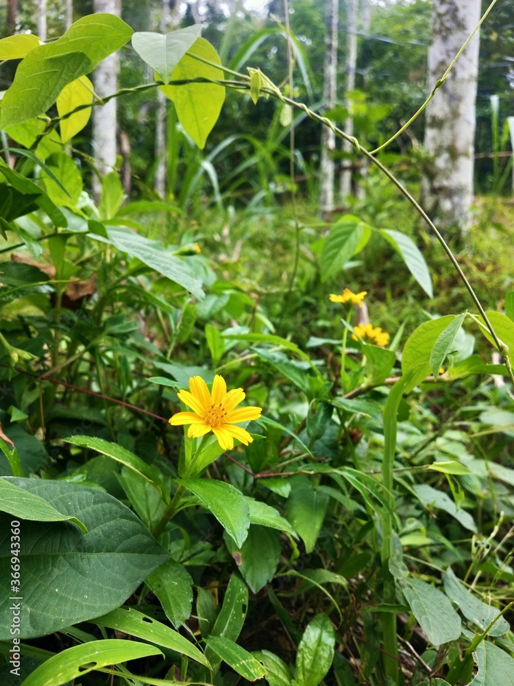 Fototapeta premium The flower that follows the sun does so even in cloudy days in Wayanad.