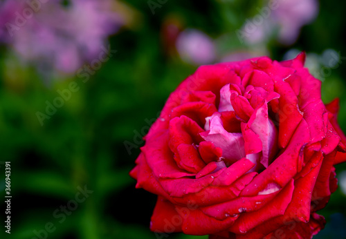 macro photo of a flower in a summer garden