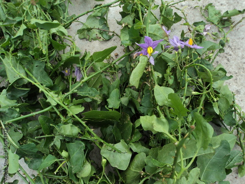 Solanum trilobatum Alarka thoothuvalai straggling wild shrub in Peninsular India, leaves fried and cooked in to paste, edible. cough and respiratory infection. photo