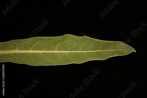 Great Mullein (Verbascum thapsus). Leaf Closeup