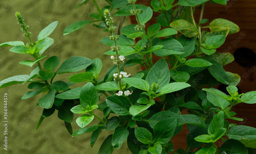 green basil in vegetable garden green basil in vegetable garden