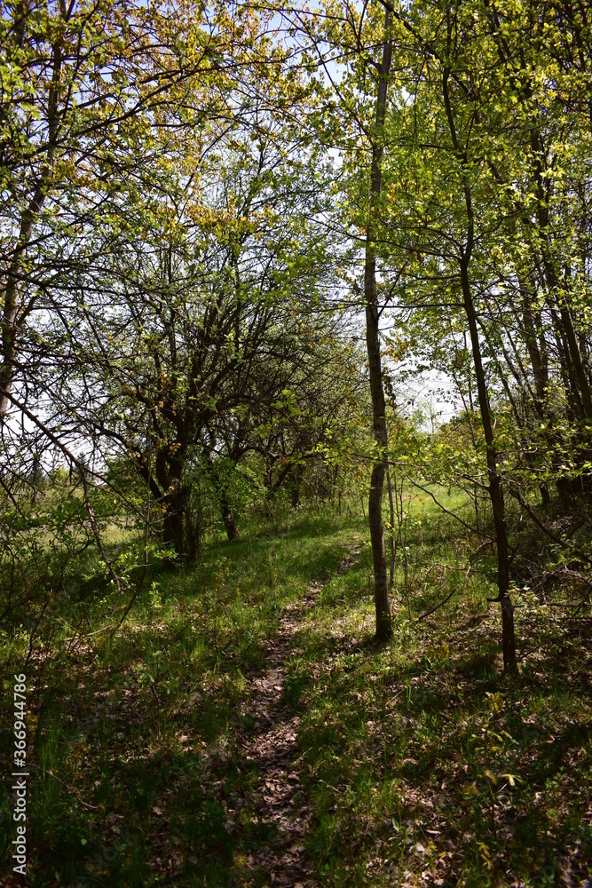 spring walking trail. dirt road through the forest spring walking trail. dirt road through the forest