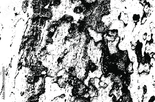 Wooden sycamore texture. Tree wood material.Grunge texture. Grunge black and white vector overlay. Grungy grainy surface.