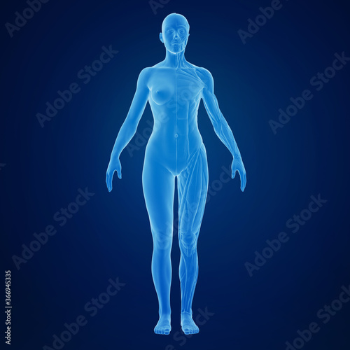 3d rendering of a female body