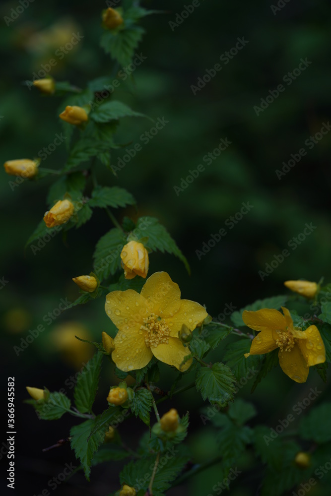 Deep Yellow Flowers of Japanese Kerria in Full Bloom Deep Yellow Flowers of Japanese Kerria in Full Bloom