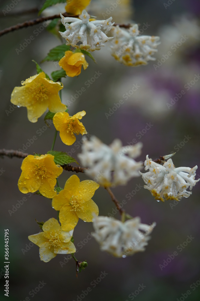Deep Yellow Flowers of Japanese Kerria in Full Bloom Deep Yellow Flowers of Japanese Kerria in Full Bloom