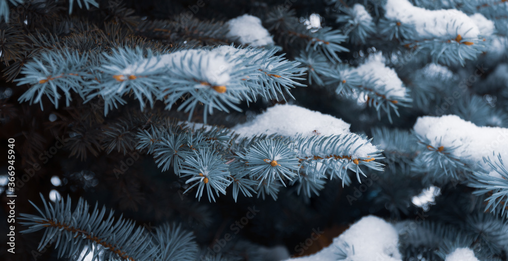 Picea pungens evergreen coniferous tree. Blue spruce in the forest, fluffy snow on the spruce branches. selective focus Picea pungens evergreen coniferous tree. Blue spruce in the forest, fluffy snow on the spruce branches. selective focus