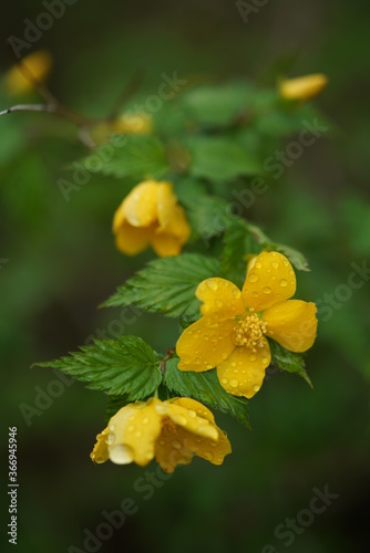 Deep Yellow Flowers of Japanese Kerria in Full Bloom