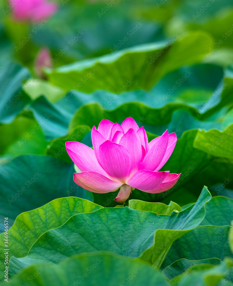 Lotus pink flower center of a flower Lotus pink flower center of a flower