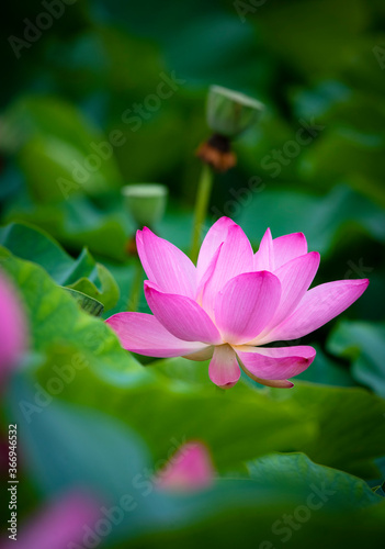 Lotus  pink flower   center of a flower