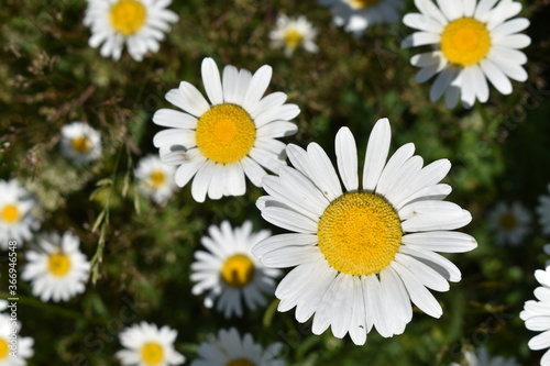  A field of daisies under the midday sun