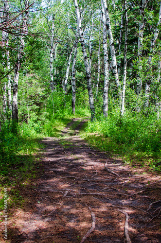 hiking the kinosao lake on a bright sunny day in riding mountain national park, manitoba