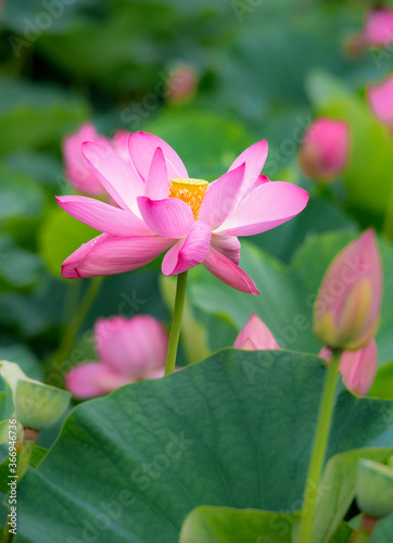 Lotus  pink flower   center of a flower