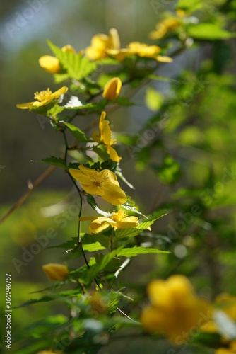 Deep Yellow Flowers of Japanese Kerria in Full Bloom