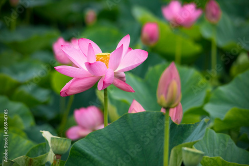 Lotus  pink flower   center of a flower
