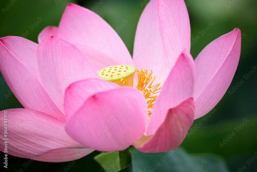 Lotus pink flower center of a flower Lotus pink flower center of a flower