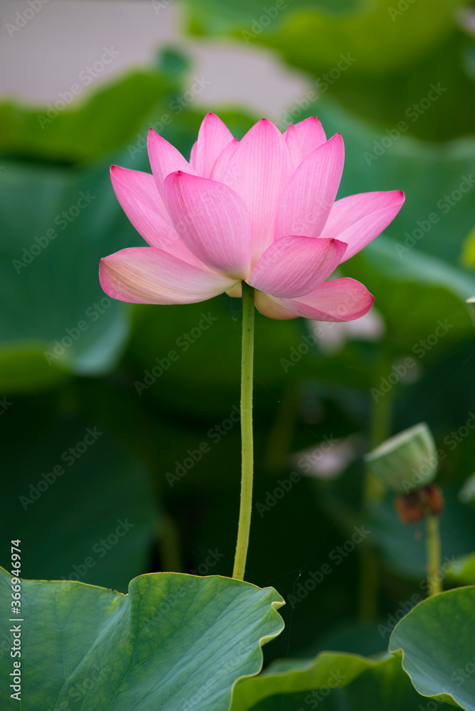 Lotus pink flower center of a flower Lotus pink flower center of a flower