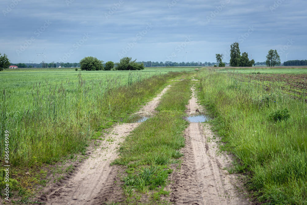 Dirt road among meadows in Mazowsze region of Poland
