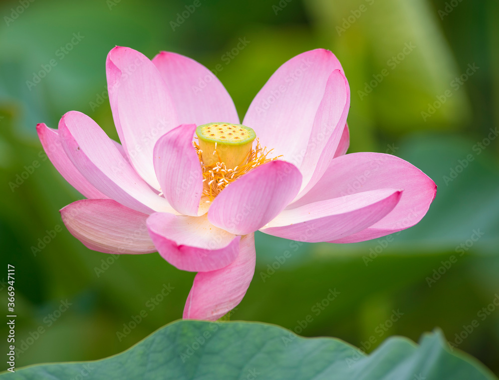 Lotus pink flower center of a flower Lotus pink flower center of a flower